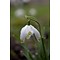 Galanthus 'Pusey Green Tips'