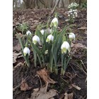 Galanthus elwesii 'Green Brush'