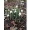 Galanthus elwesii 'Green Brush'