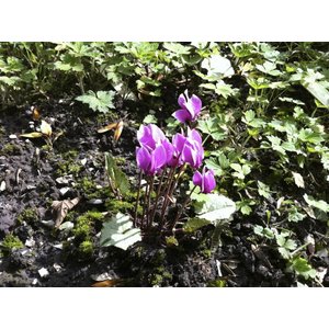 Cyclamen hederifolium, Napolitaanse cyclaam, winterharde tuincyclaam, rose of wit