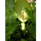 Italiaanse aronskelk, Arum italicum