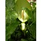 Arum italicum, italiaanse aronskelk