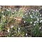 Galanthus nivalis, het gewone sneeuwklokje