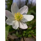 Bosanemoon, Anemone nemorosa