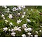 Anemone nemorosa, bosanemoon