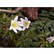 Anemone nemorosa, bosanemoon