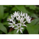Daslook, Allium ursinum