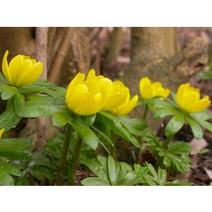 Eranthis hyemalis, winterakoniet