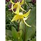 Erythronium 'Pagoda', hondstandlelie