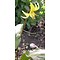 Erythronium 'Pagoda', hondstandlelie