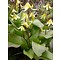 Erythronium 'Pagoda', hondstandlelie