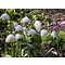 Leucojum vernum, lenteklokje