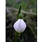 Leucojum vernum, lenteklokje