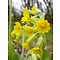 Primula veris, gulden sleutelbloem