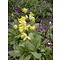 Primula veris, gulden sleutelbloem