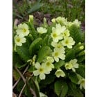 Stengelloze sleutelbloem, Primula vulgaris