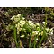 Primula vulgaris, stengelloze sleutelbloem