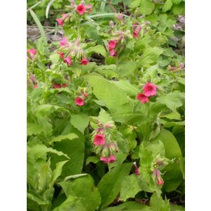 Pulmonaria rubra, roze longkruid