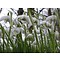 Galanthus nivalis 'Flore Pleno', het dubbele sneeuwklokje