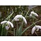 Galanthus nivalis, deze sellectie bloeit al vanaf half januari