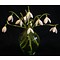 Galanthus nivalis, deze sellectie bloeit al vanaf half januari