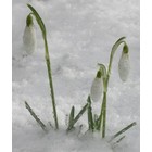 Galanthus nivalis 'Lang seizoen'