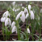 Het gewone sneeuwklokje, Galanthus nivalis