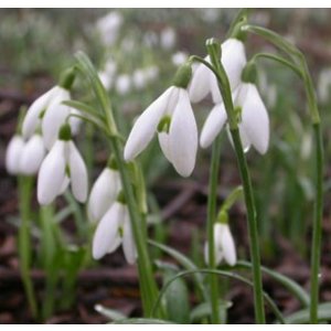 Galanthus nivalis, het gewone sneeuwklokje