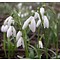 Galanthus nivalis, het gewone sneeuwklokje