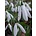 AANBIEDING! Galanthus elwesii 'Else Grollenberg'