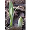 Galanthus elwesii variëteit elwesii 'J. Haydn'