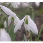 Galanthus elwesii 'J. Haydn'