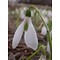 Galanthus elwesii variëteit elwesii 'J. Haydn'