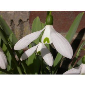 Galanthus elwesii variëteit monostictus 'G.F. Händel'