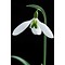 Galanthus x 'Imbolc'