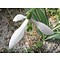 Galanthus x 'Imbolc'