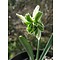 Galanthus nivalis 'Blewbury Tart' Het dubbele sneeuwklokje uit Blewbury