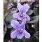 Viola labradorica purpurea, labradorviooltje