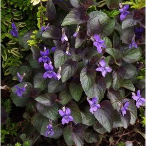 Viola labradorica pupurea - Postplanten