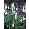 Galanthus gracilis