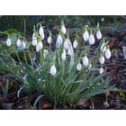 Galanthus gracilis