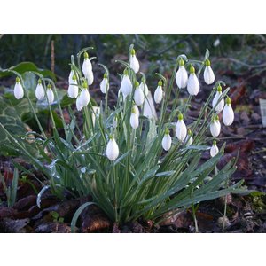 Galanthus gracilis
