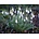 Galanthus gracilis