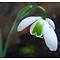 Galanthus 'Lavinia'. Eén van de Greatorex doubles.