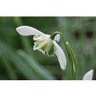 Galanthus 'Lavinia'