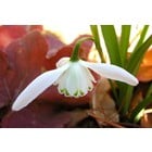 Galanthus 'Lady Beatrix Stanley'