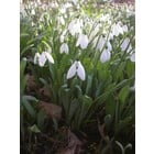 Galanthus elwesii variëteit monostictus, vroege selectie