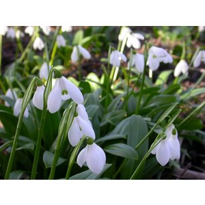 Galanthus woronowii (glanzend sneeuwklokje).