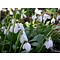 Galanthus woronowii (glanzend sneeuwklokje).