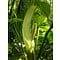 Arum italicum, italiaanse aronskelk